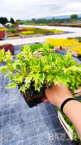 Османтус Гошики, Osmanthus heterophyllus Goshiki, снимка 7 - Градински цветя и растения - 54609924