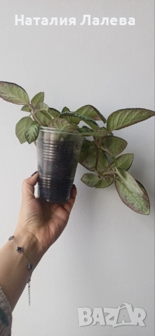 Еписцея, episcia silver sheen, снимка 2 - Стайни растения - 54188677