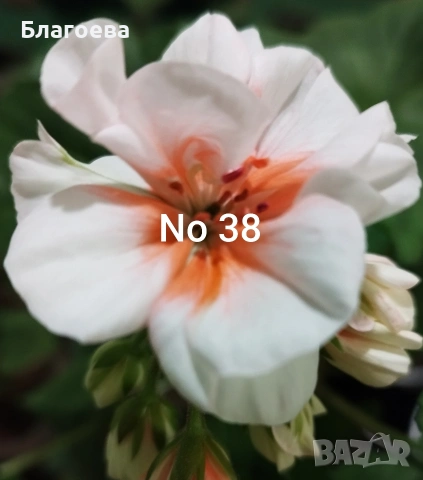 Сортово Мушкато 3 €