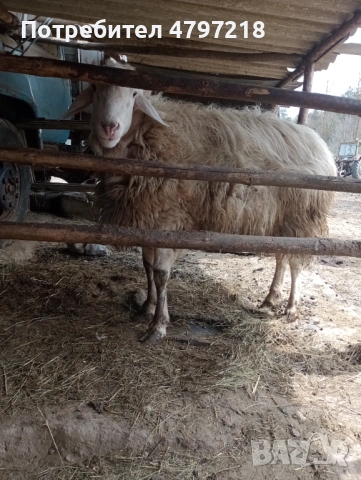 Асаф, снимка 4 - Овце - 54196713