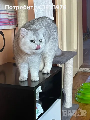 Мъжки котарак за разплод