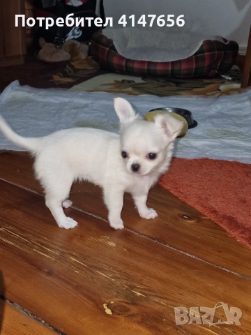 Чихуахуа момиченце, снимка 3 - Чихуахуа - 54370308