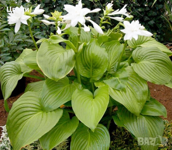 Продавам хоста , снимка 3 - Градински цветя и растения - 54281714