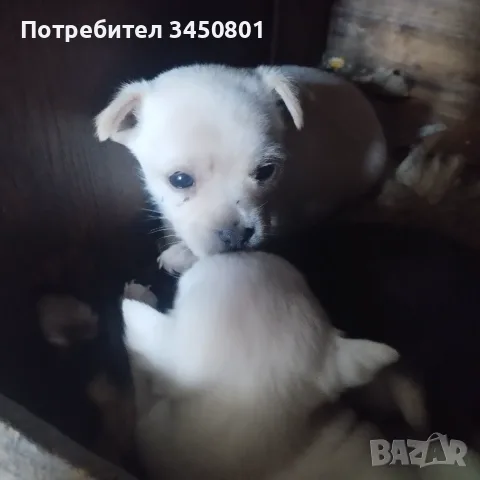 Мини пинчери мъжки бели, снимка 4 - Пинчер - 55673178