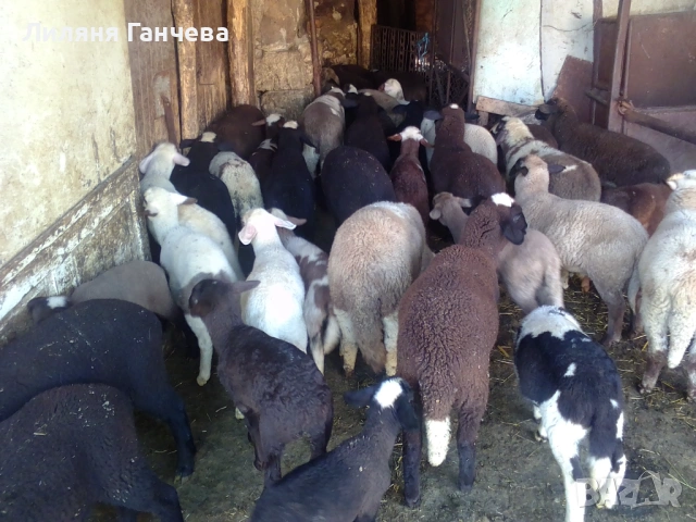 Продавам Агнета, снимка 2 - Овце - 54580934