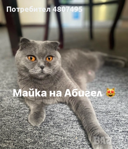 Продавам шотландски клепоухи малки котенца 😻, снимка 9 - Други - 54309809