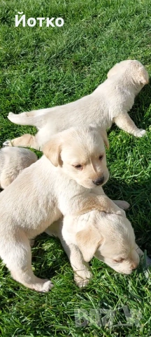 Лабрадор ретривър , снимка 4 - Лабрадор ретривър - 54189754