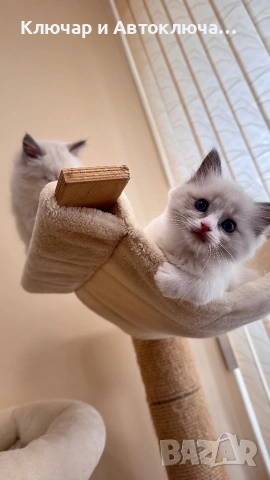 Регдол чистокръвни котета / Ragdoll, снимка 7 - Други - 55252802