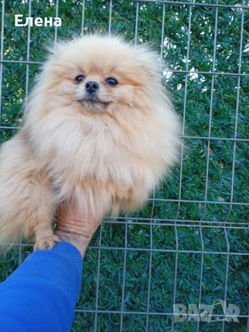 Две женски померанки, снимка 4 - Померан - 54101163
