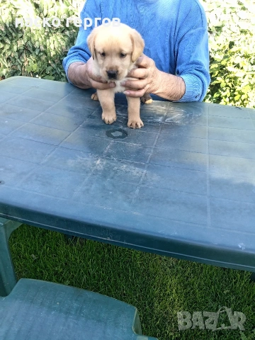 перфектни чистокръвни лабрадори, снимка 3 - Лабрадор ретривър - 54346086