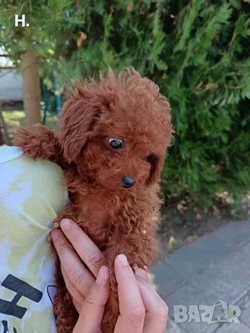 Пудел той/poodle toy, снимка 3 - Пудели - 55508346