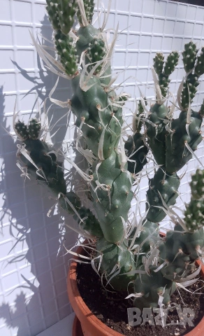 Продавам кактус , снимка 2 - Стайни растения - 54298077