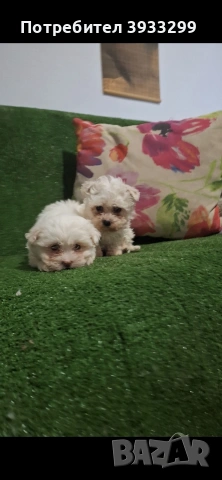 Малтийска болонка мини , снимка 3 - Болонка - 53921434