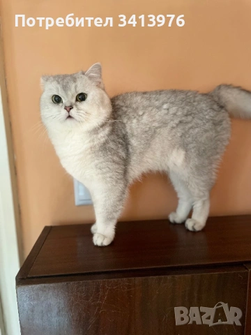 Британско коте- окраска Таби, снимка 6 - Британска късокосместа - 54903226