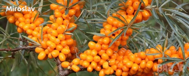 Облепиха (Hippophae), снимка 2 - Градински цветя и растения - 54688532