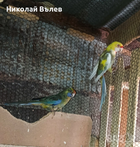 Чифт страки 