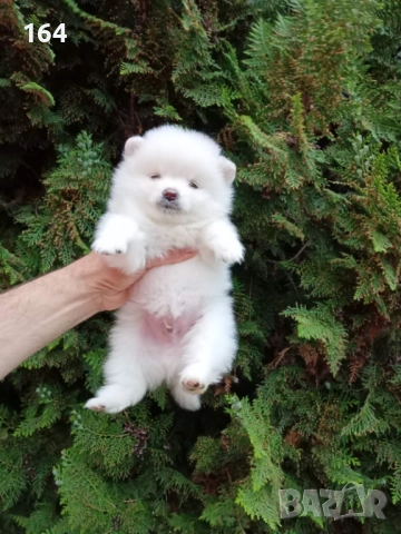 Померани. Реални снимки от 21.04.2026 г. , снимка 10 - Померан - 54273673