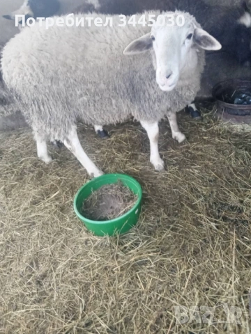 Продавам коч 