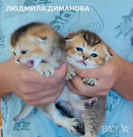 Златни чинчили  мъжки , снимка 6 - Британска късокосместа - 55229038