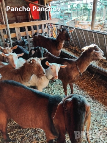 продавам четири кози , снимка 6 - Кози - 54322070