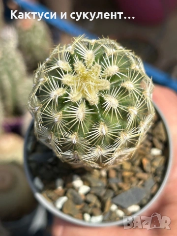 Кактус Echinocereus viridiflorus var. correllii, снимка 4 - Градински цветя и растения - 54594017