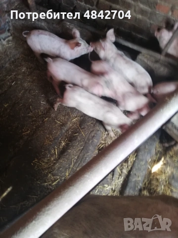 Продавам малки прасенца, снимка 2 - Прасета - 54725595