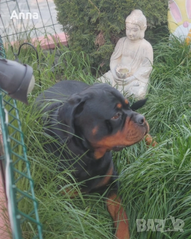 Мъжки ротвайлер эа разплод с родословие , снимка 4 - Ротвайлер - 54322655