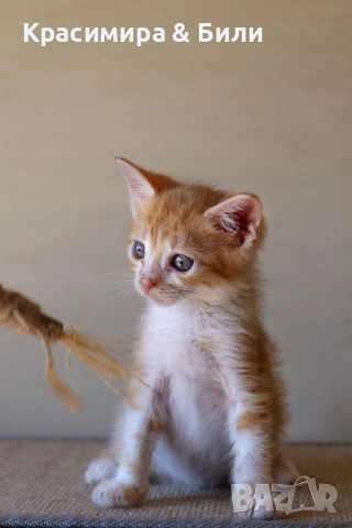 Малки котенца търсят дом
