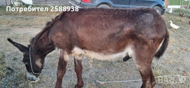 Мъжко магаре 7г., снимка 4 - Коне - 55107796