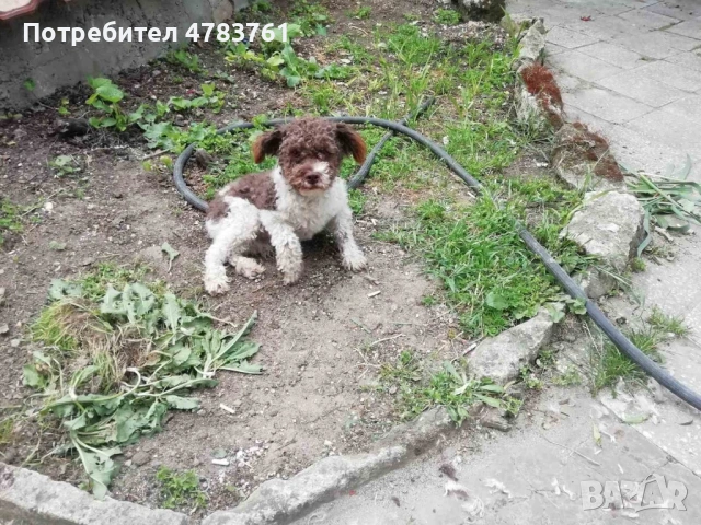 Продавам Лагото Романьоло куче
