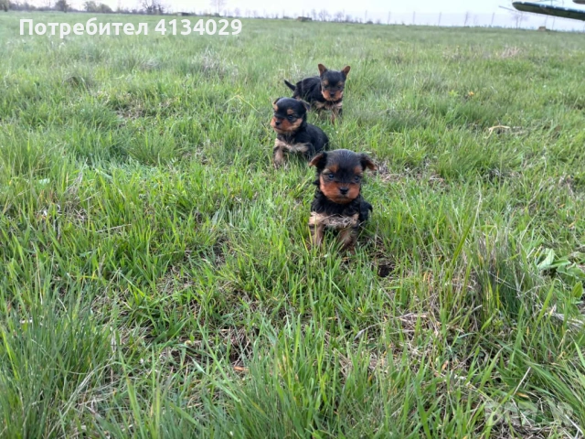 продавам йоркита родени на 26.03.26, снимка 4 - Йоркширски териер - 53227851