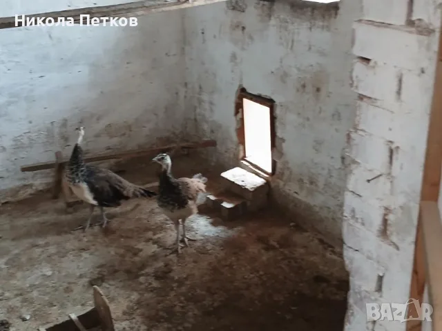 Продавам индийски пауни, снимка 3 - други­ - 55694036