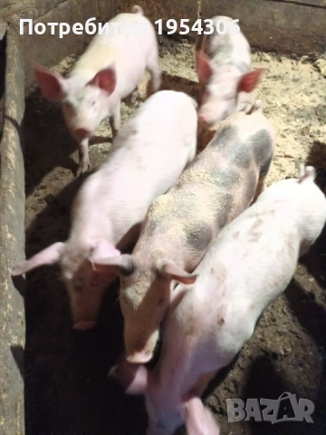 Свободни, снимка 2 - Прасета - 53230188