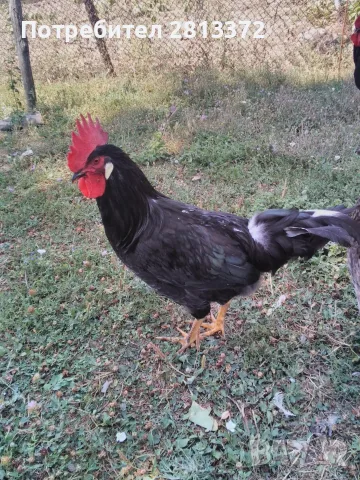Петли Петел Черен Легхорн Leghorn, снимка 4 - други­ - 55251872