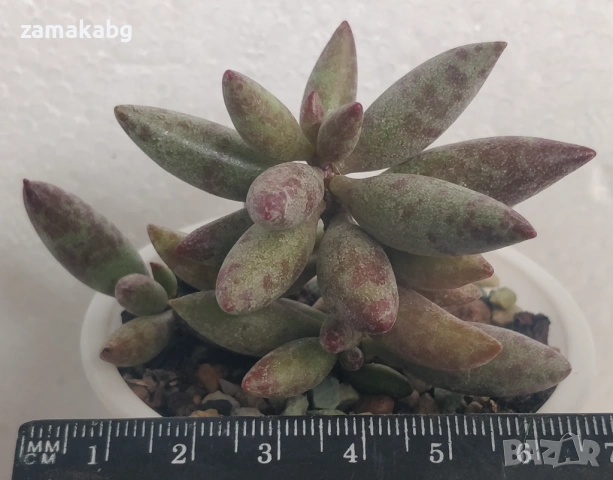 Адромисхус (Adromischus filicaulis), сукулентно растение