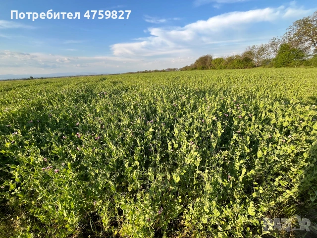 Семена фуражен грах МИР, снимка 5 - За селскостопански - 55240624