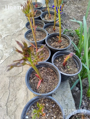 Продавам божур, снимка 2 - Градински цветя и растения - 54166995