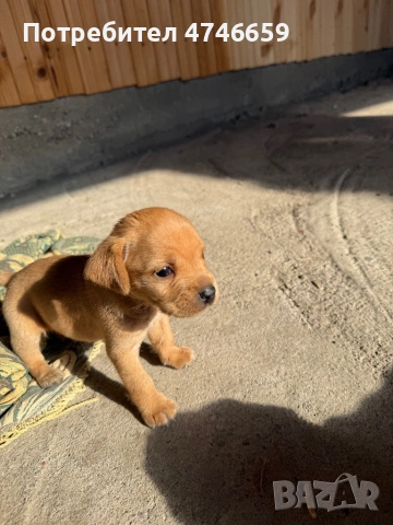 Породисти мъжки пинчери.