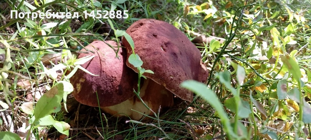 Сушена манатарка, снимка 2 - Домашни продукти - 54867402