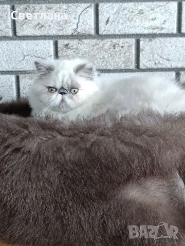Персийско коте 😻💙, снимка 3 - Персийска - 55620971