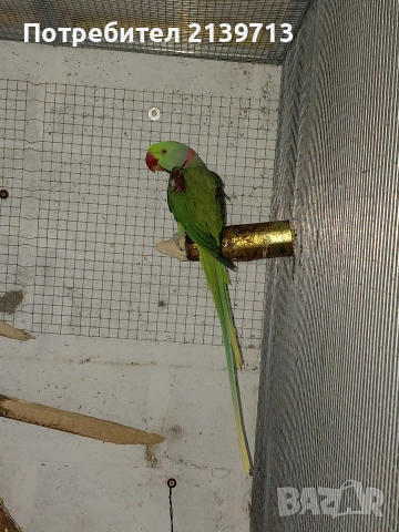 Продавам двойка Голям Александър, снимка 9 - Папагали - 54220545