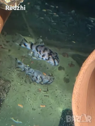 L236 pleco - 3+ см, снимка 6 - Рибки - 55546481