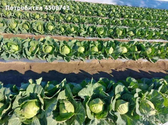 Ранно зеле, снимка 3 - Градински цветя и растения - 54609255