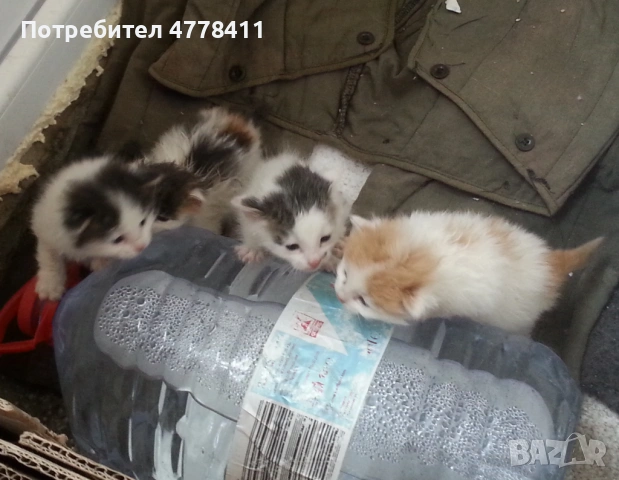 Подаряваме 4 котета сирачета, снимка 4 - Други - 53986016