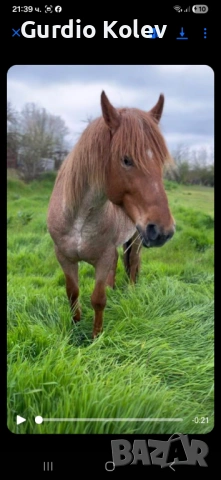 Прегатен Кон, снимка 4 - Коне - 54271918