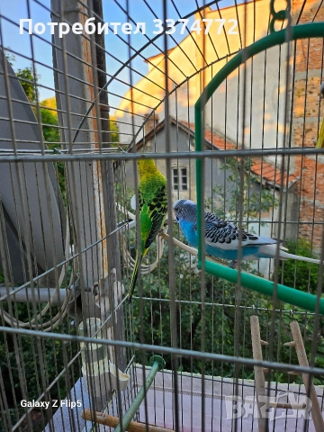 Вълнисти папагали, снимка 7 - Папагали - 54860985