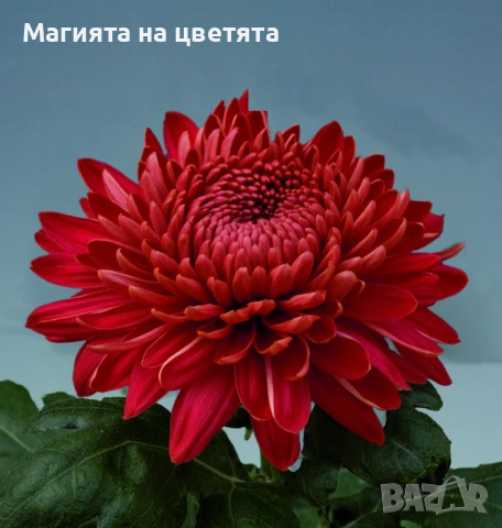 Хризантема червена сорт Marielle