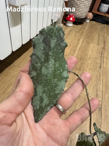 Caudata iml 1556