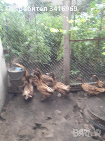 Патици каки кембъл