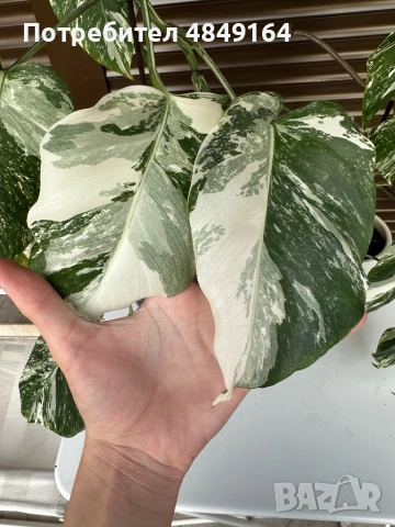 Monstera Albo Variegata (Монстера Албо Вариегата), снимка 3 - Стайни растения - 54804626